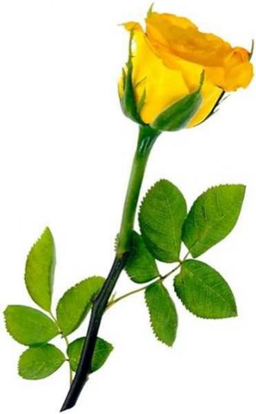 POUR TOI SUGAR KISS YOU