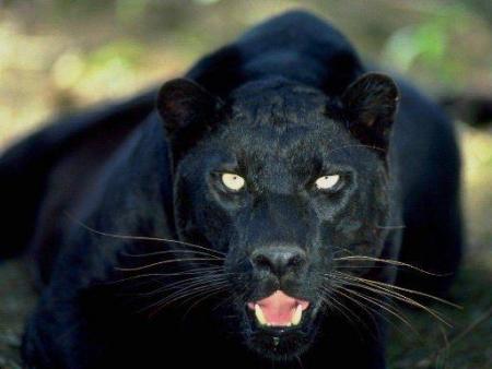 BIGGEST21OF BLACK PANTHER OF SIDE